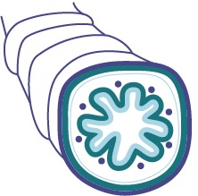 NTM treatment MAC airway icon